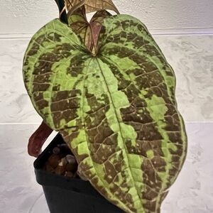 Dioscorea Discolor 4” Plant